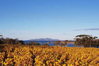 Boomer Creek Vineyard and Cellar Door