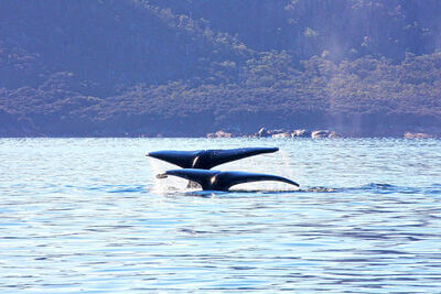 Freycinet Charters