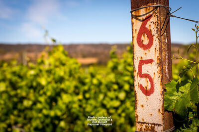 Freycinet Vineyard + Cellar Door