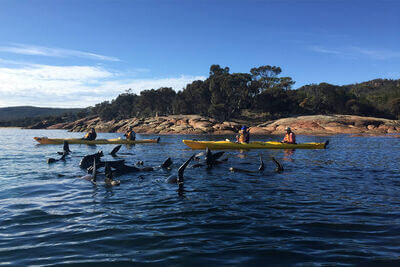 Freycinet adventures