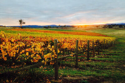 Milton Vineyard and Cellar Door