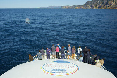 Wineglass bay cruises