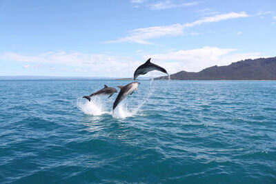 Wineglass bay cruises