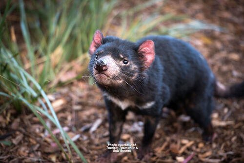 Tasmanian Devil - Swansea Motor Inn