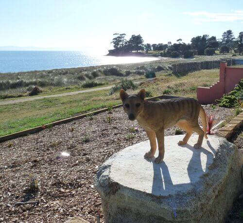 Tasmanian Tiger - Swansea Motor Inn