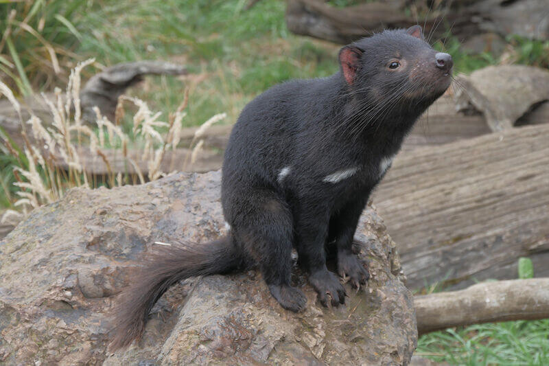 Tasmanian Devils