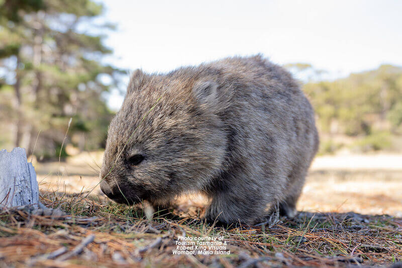 Wombat