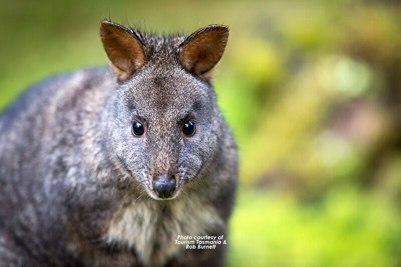 Pademelon