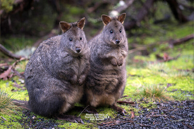 Swansea Motor Inn - Pademelon