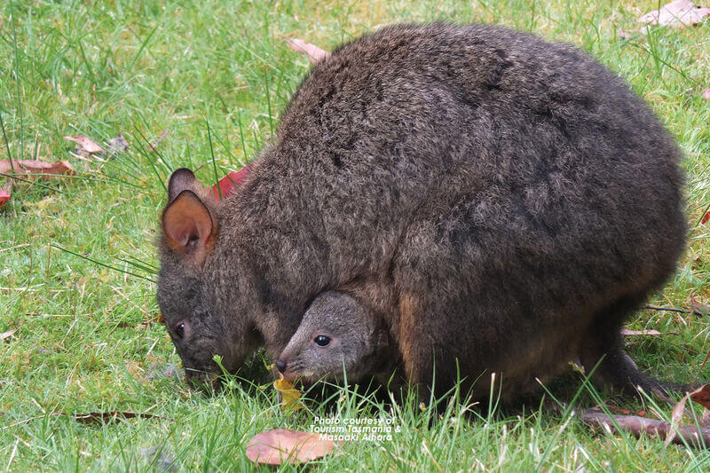 Swansea Motor Inn - Pademelon