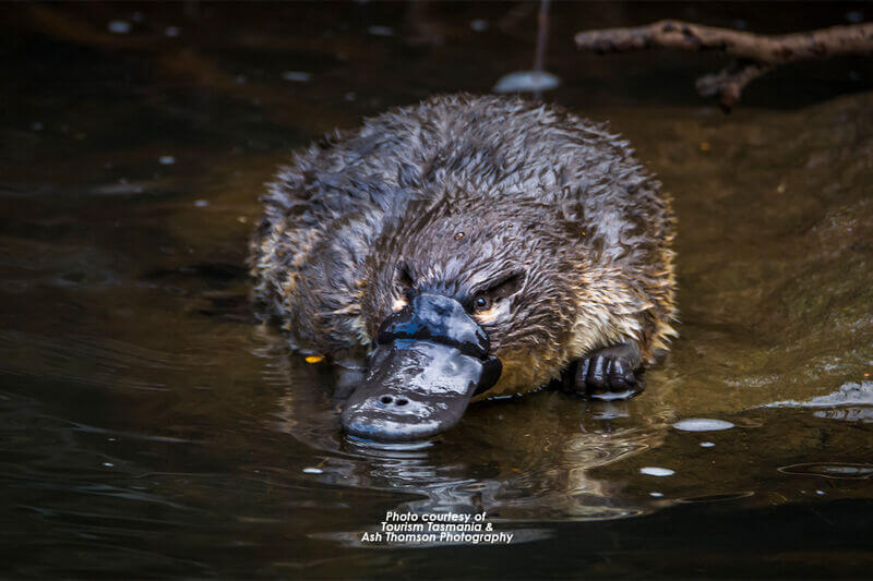 Swansea Motor Inn - Platypus