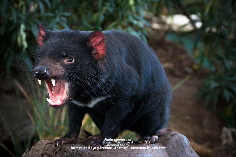 Swansea Motor Inn - Tasmanian Devils