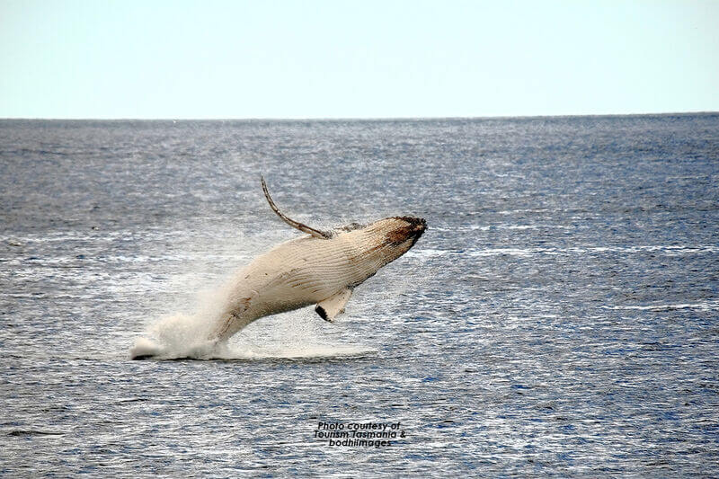 Swansea Motor Inn - Whales