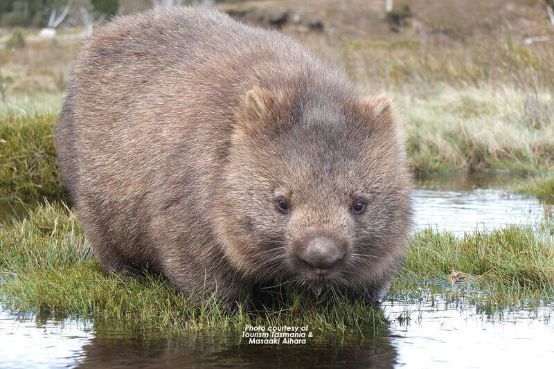 Swansea Motor Inn - Wombat