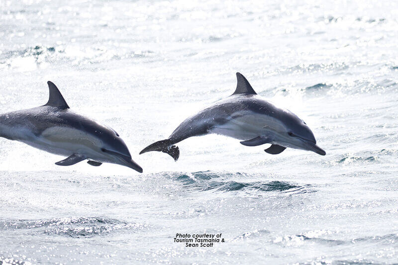 Tasmanian Ocean Animals - Swansea Motor Inn