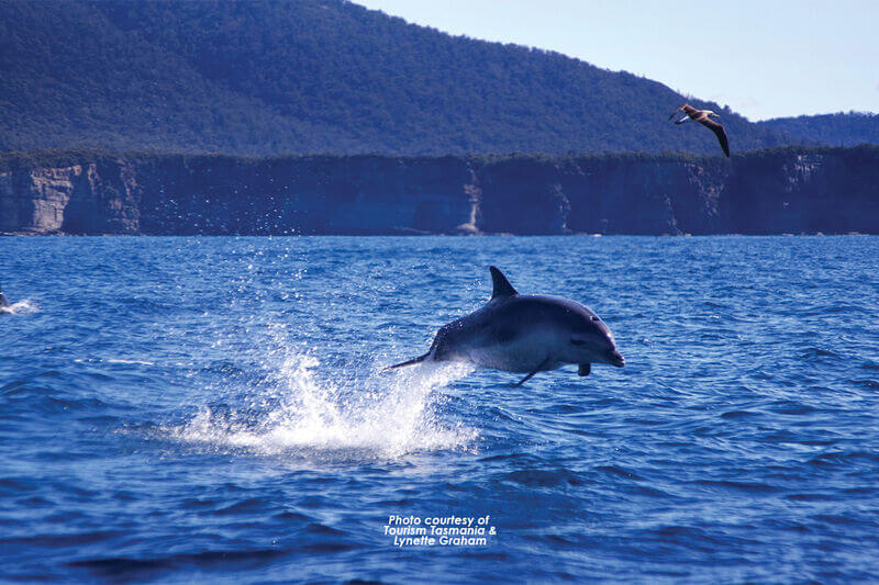 Tasmanian Ocean Animals - Swansea Motor Inn