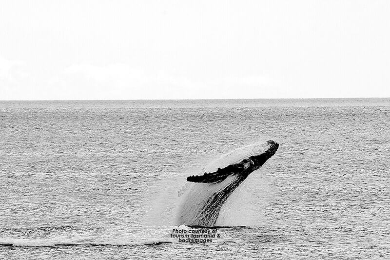 Tasmanian Ocean Animals - Swansea Motor Inn