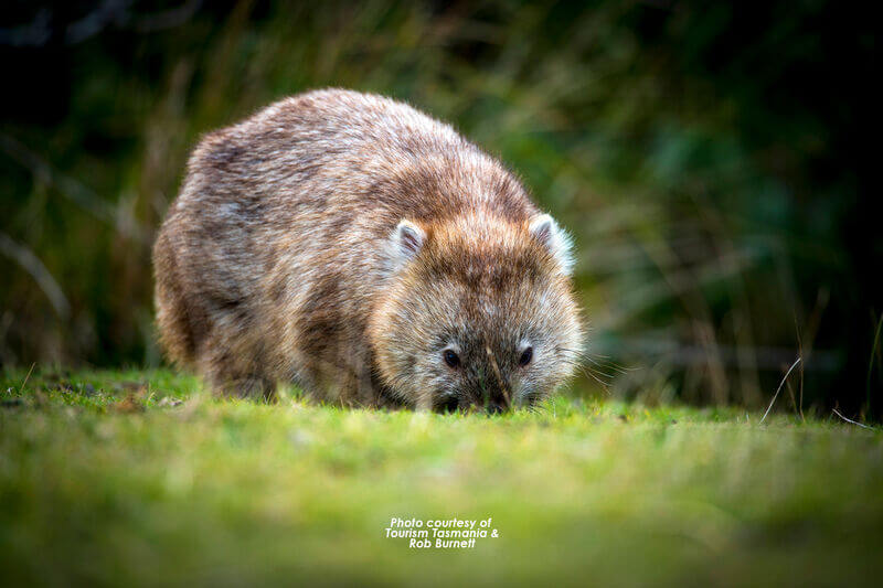 Tasmanian Wildlife - Swansea Motor Inn